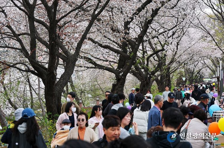 동대문구 봄꽃축제