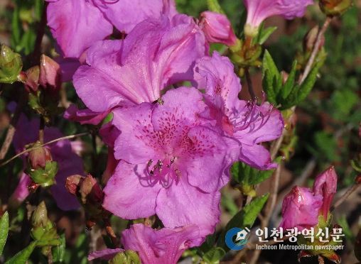 봄을 물들이는 철쭉 개화