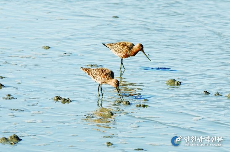 순천만습지 도요새