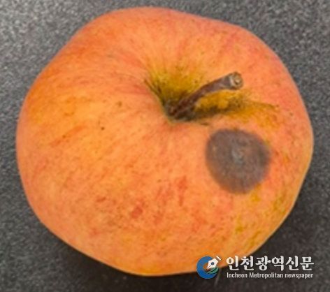 사과 탄저병