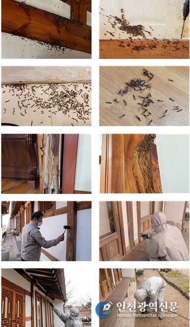 2026년 한옥 흰개미 방제사업