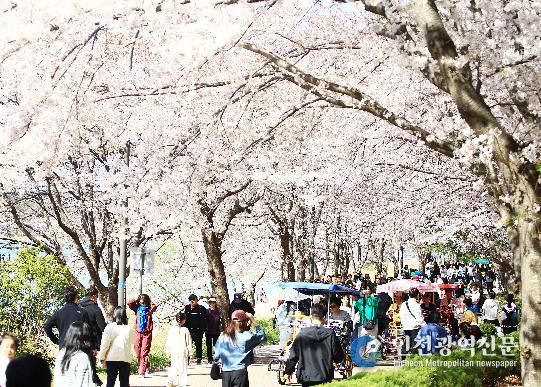 영랑호 벚꽃축제 전경