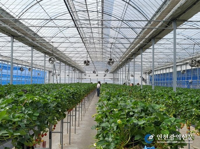 딸기 수확ㆍ케이크 만들기 체험