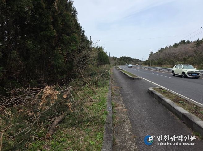 제주도, 봄철 도로변 잡목 집중 제거로 운전자 시야 확보