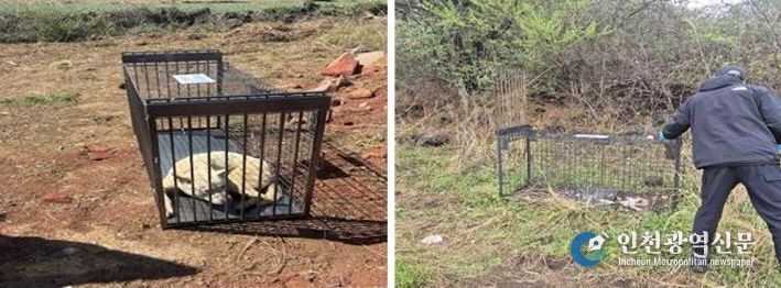 중산간 유기견 집중포획
