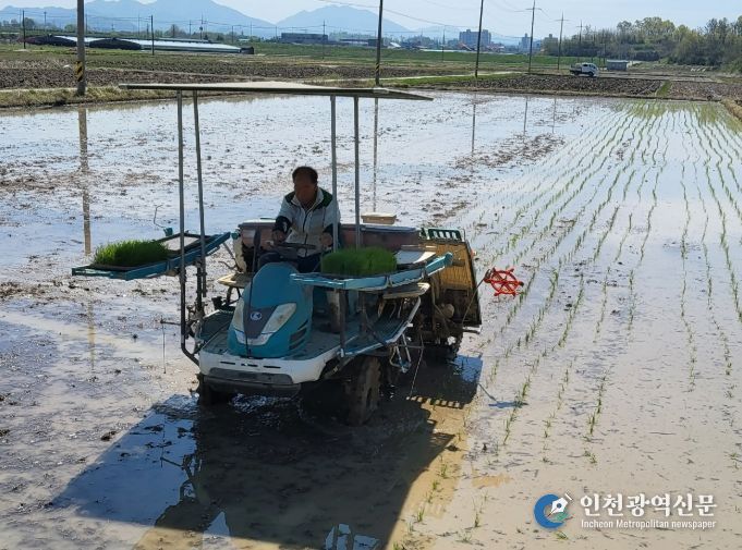 창녕군, 2026년 벼 첫 모내기 실시