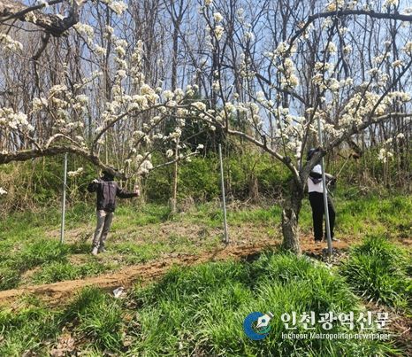 영농철 맞아‘배 인공수분’ 일손돕기